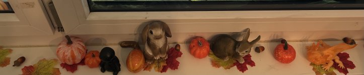 IMG_9353.jpeg