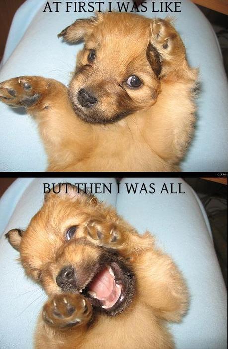 at_first_puppy.jpg
