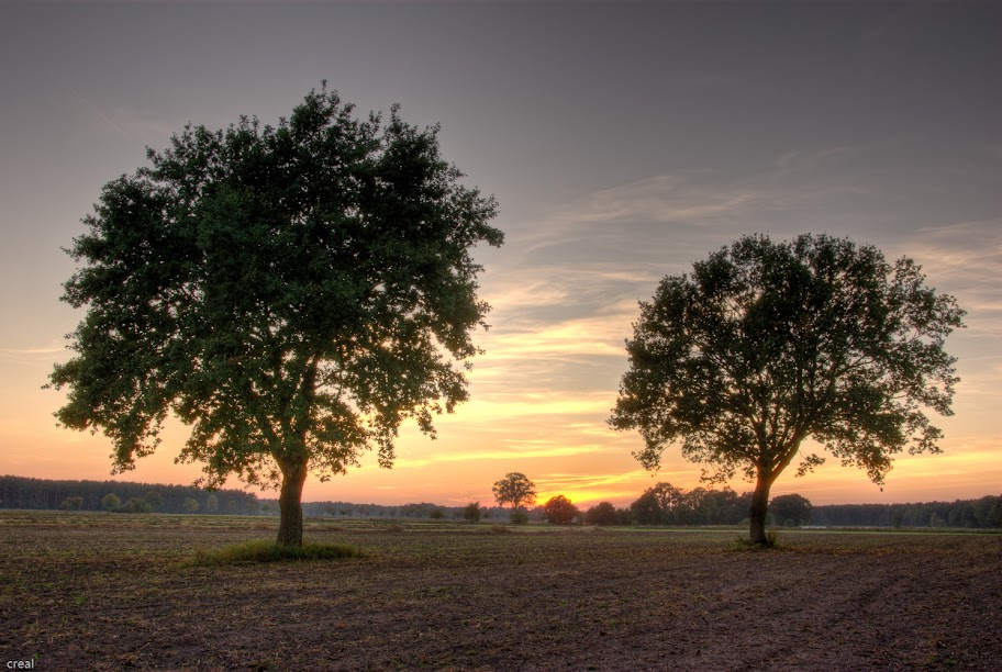 twinstree_sunset_1.jpg