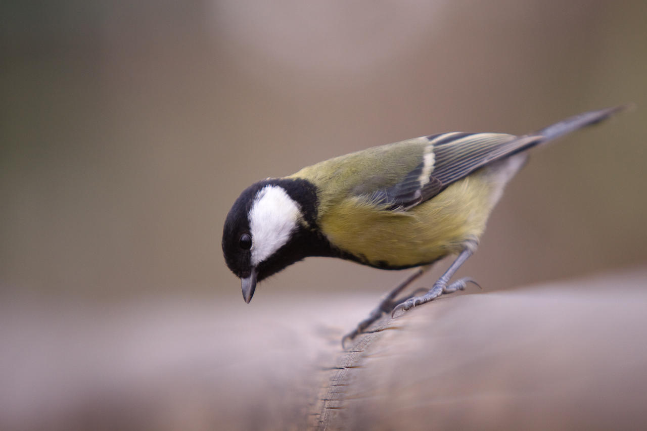 Great_Tit_01_by_spike83.jpg