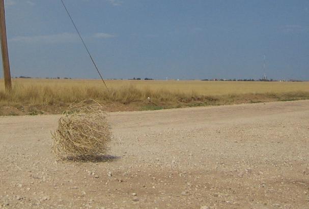 tumbleweed_rolling21.jpg