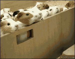 giphy.gif