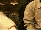 bcfzb.gif