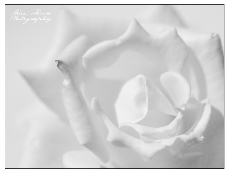 White_Purity_by_MTC001.jpg