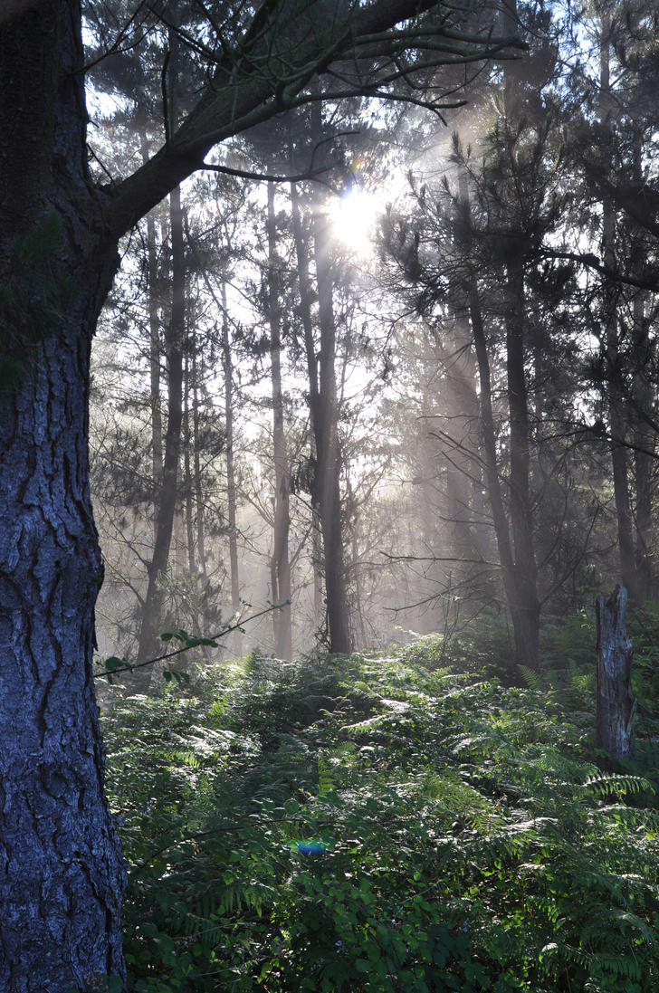 blue_morning_by_fuzzy_photographer.jpg