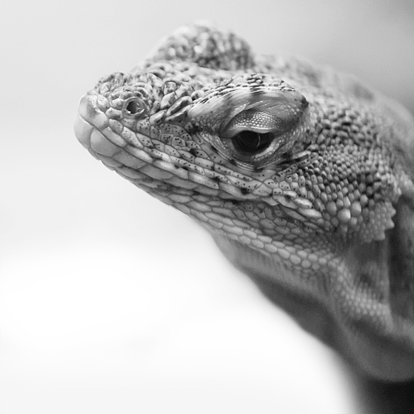 lizard1_by_donaldpipowitch-d3canpx.jpg