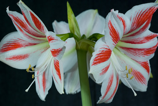 amaryllis-5.jpg