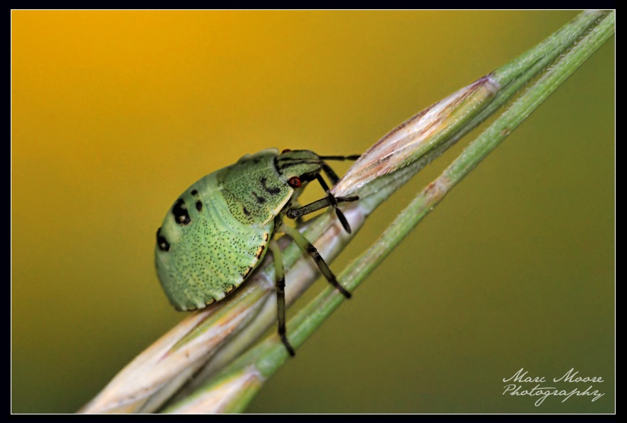 Crawling_by_MTC001.jpg