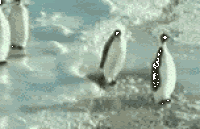 PenguinSlap3.gif