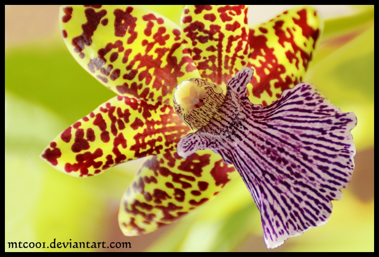 Green_Orchid_by_MTC001.jpg