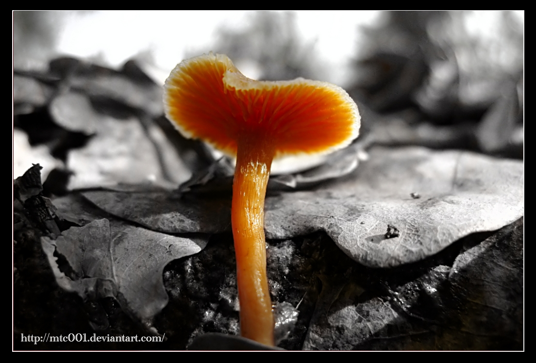 Magic_Mushroom_by_MTC001.jpg