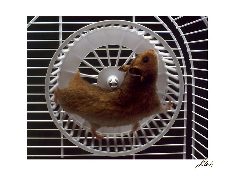 hamsterrad.jpg