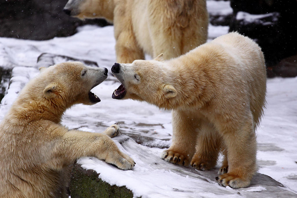 Polar_Bears__Disagreement_by_spike83.jpg