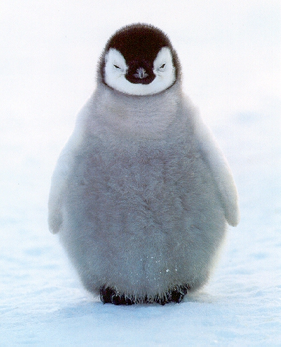 Penguin.jpg