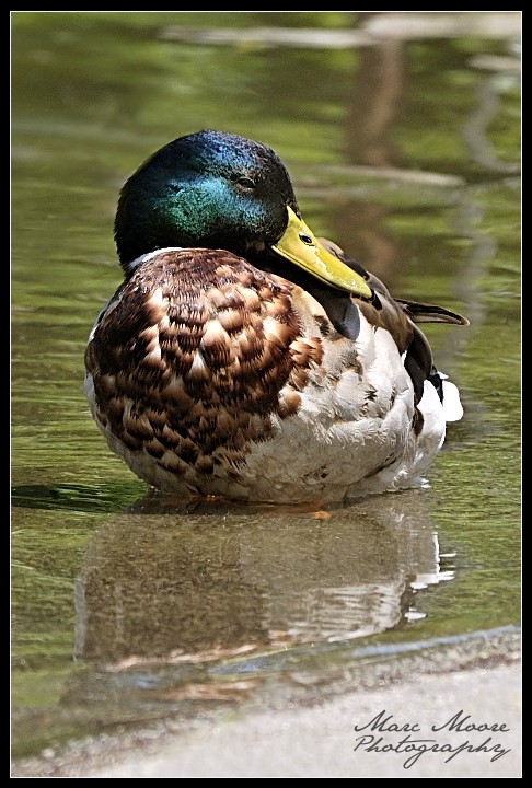 Chilling_Duck_by_MTC001.jpg