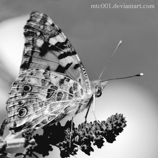 Monochromic_Butterfly_by_MTC001.jpg