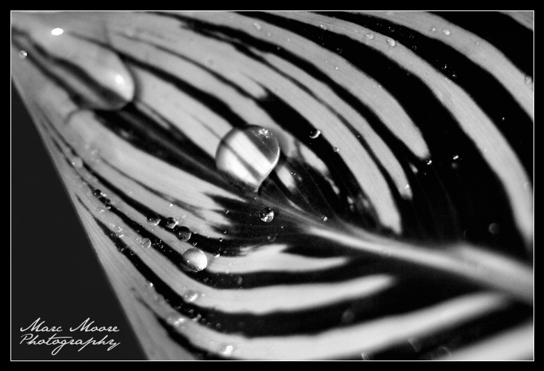 Zebra_Leaf_by_MTC001.jpg