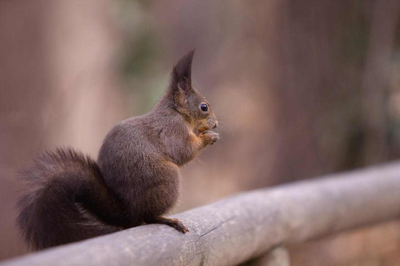 Squirrel_04_by_spike83.jpg