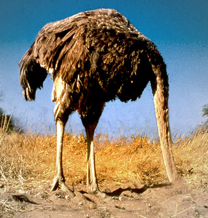 ostrich.jpg