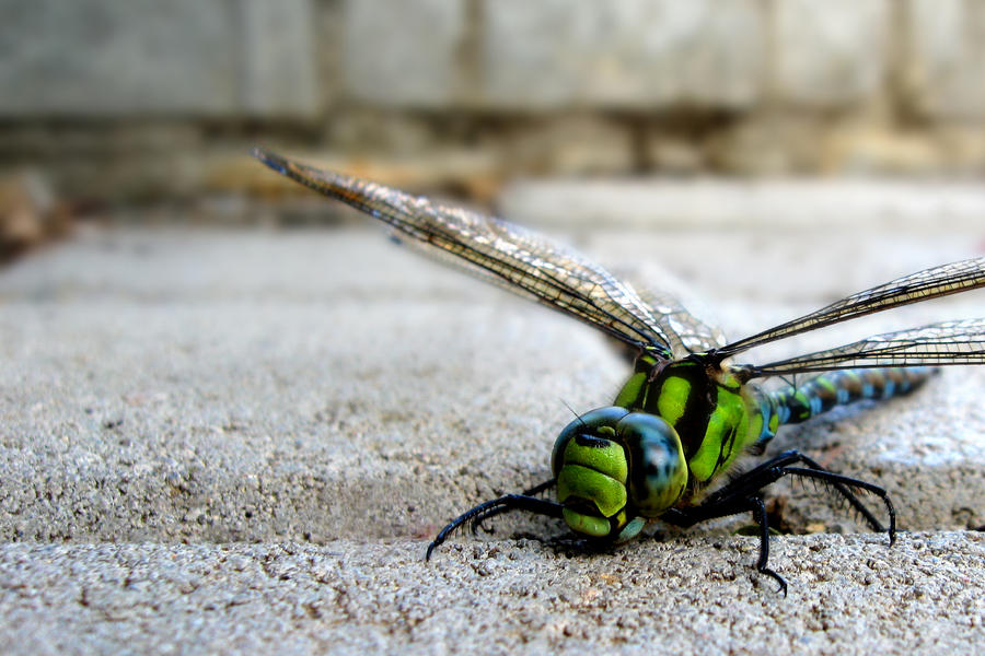 dragonfly_on_the_ground_by_DonaldPipowitch.jpg