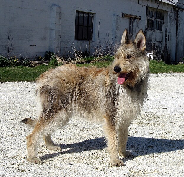 623px-BergerPicard.jpg