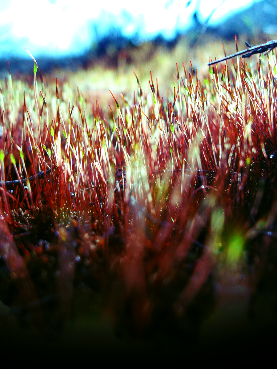 moss_by_DonaldPipowitch.jpg