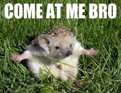 Come-At-Me-Bro-small-animals-33003255-390-299.jpg