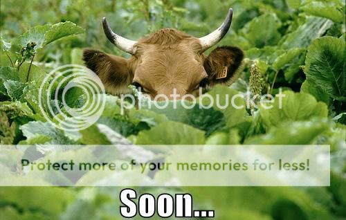 soon-cow.jpg