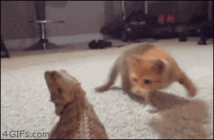 200.gif