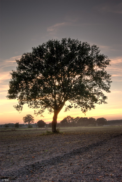 lonelytree_sunset_1.jpg