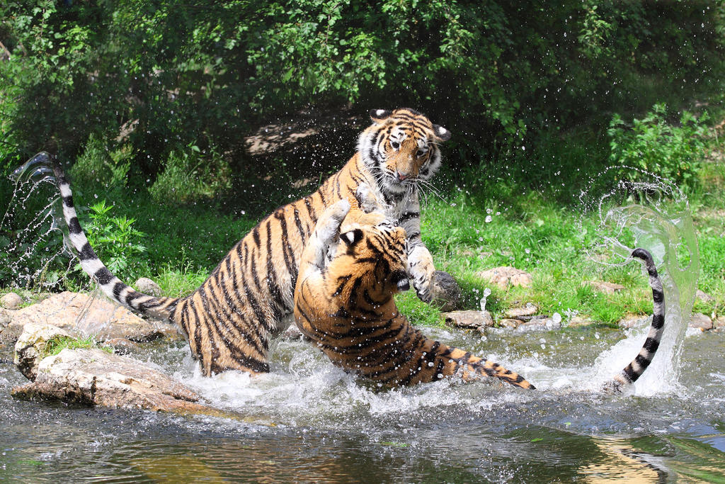 Tigers__Water_Fight_by_spike83.jpg