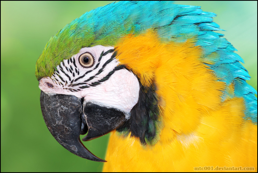 parrot_by_mtc001-d5cj435.jpg