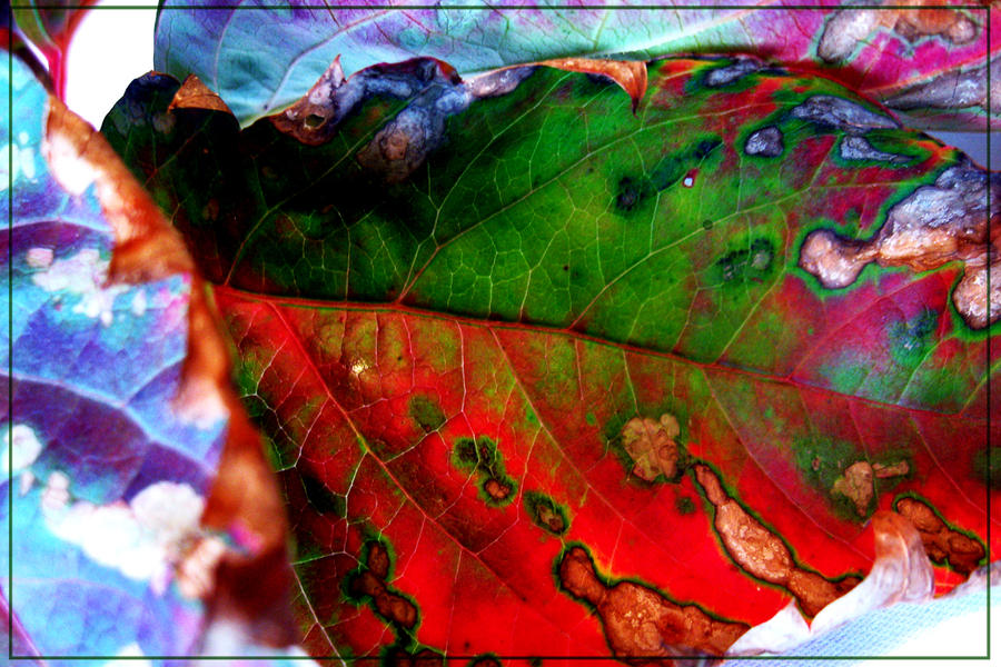 colourful_leaf_by_DonaldPipowitch.jpg