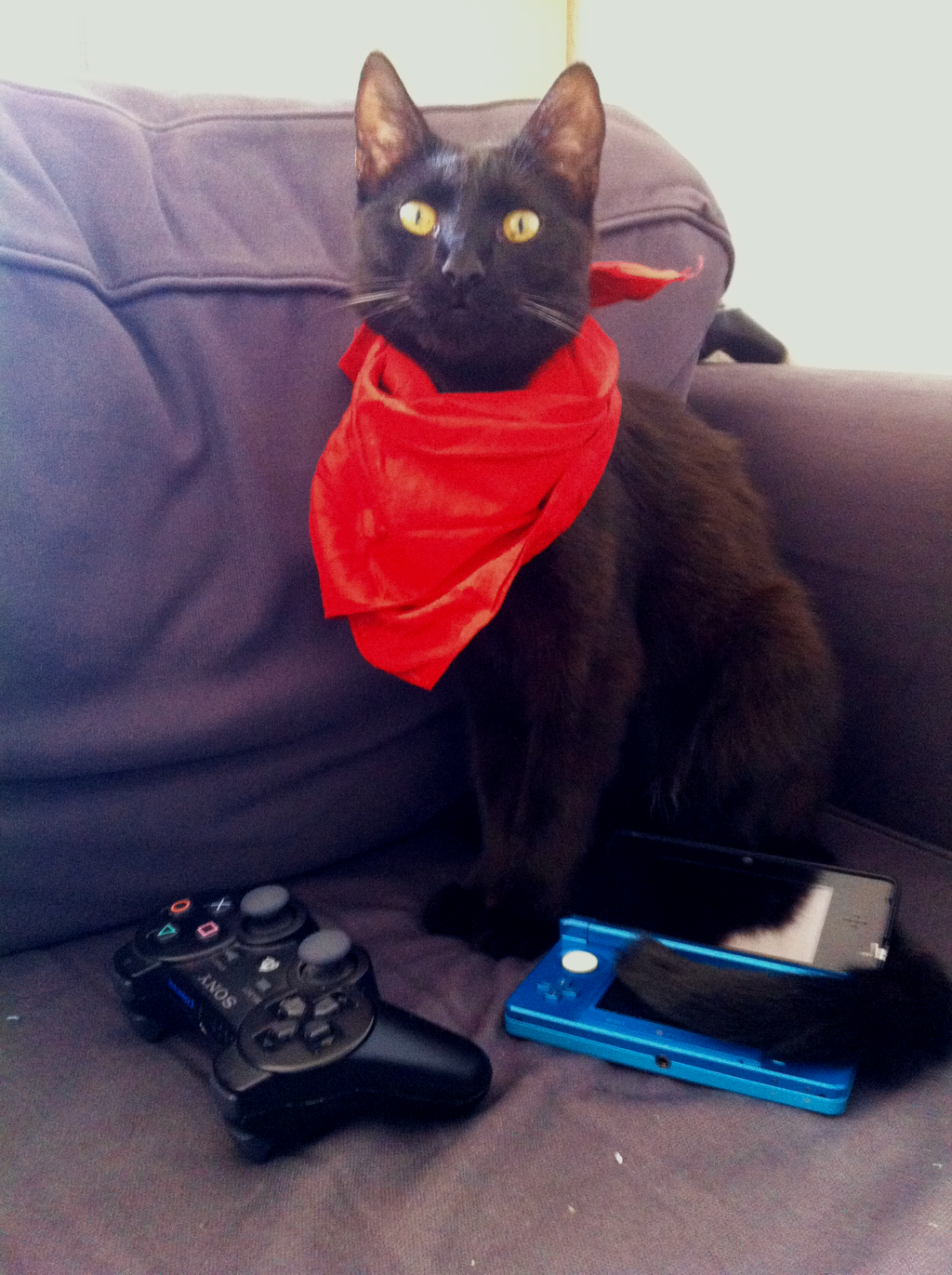 the_gamer_cat_by_featherwolf_pluma-d6759ue.png