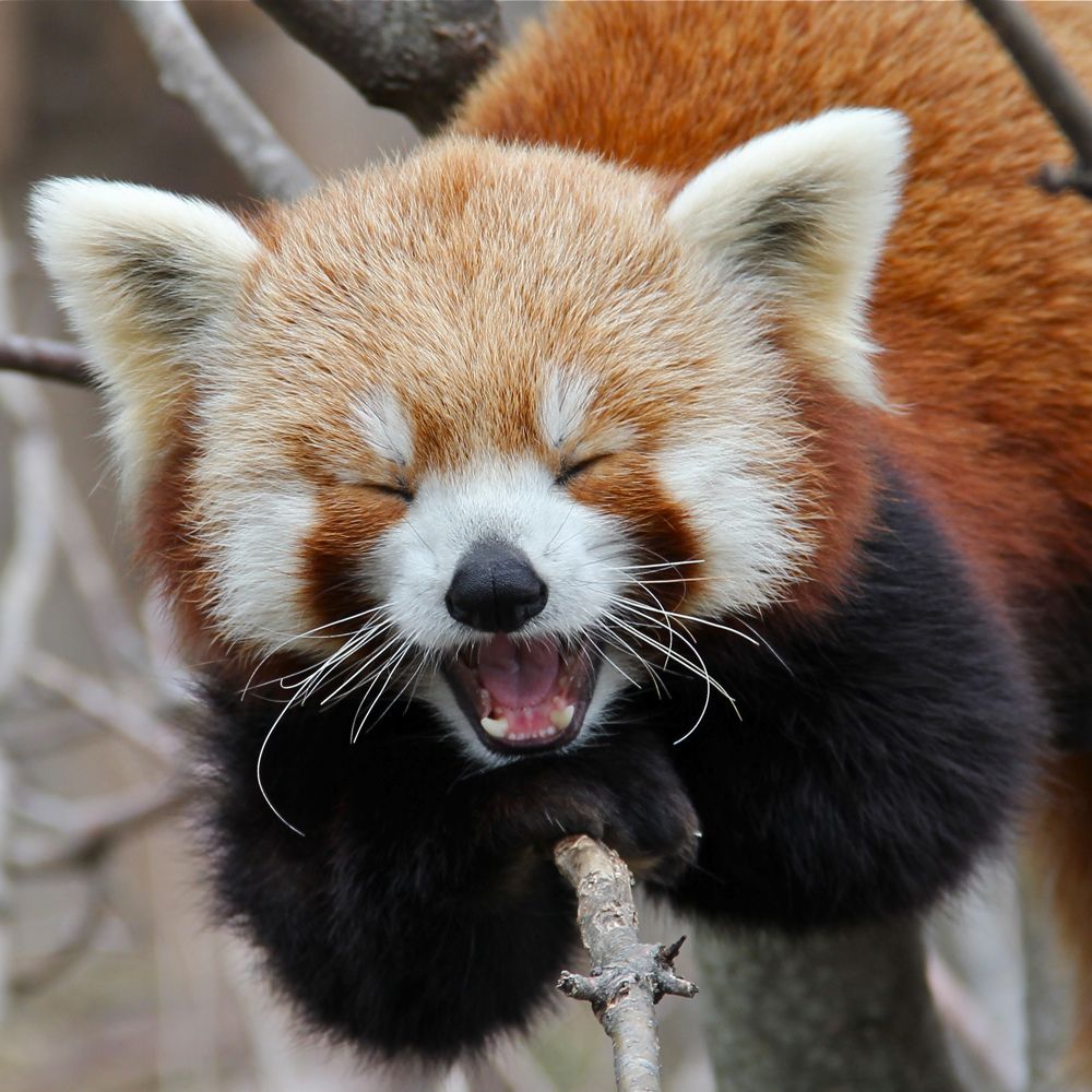 Yawning-Red-Panda.jpg