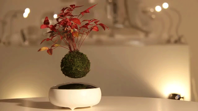 floating-air-bonsai-plant.gif